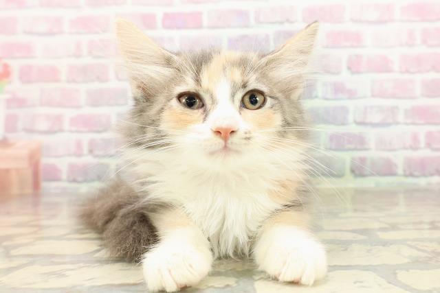 東京都のノルウェージャンフォレストキャット (Coo&RIKU足立本店/2025年8月6日生まれ/女の子/ダイリュートキャリコ)の子猫