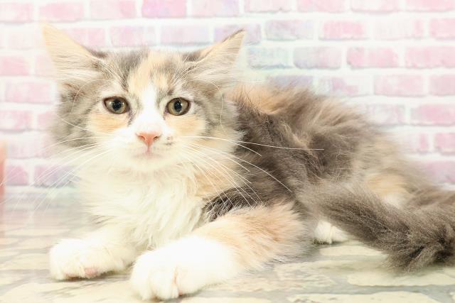 東京都のノルウェージャンフォレストキャット (Coo&RIKU足立本店/2025年8月6日生まれ/女の子/ダイリュートキャリコ)の子猫の2枚目の画像