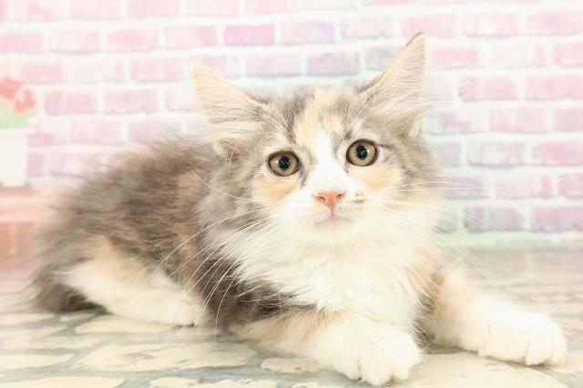 東京都のノルウェージャンフォレストキャット (Coo&RIKU足立本店/2025年8月6日生まれ/女の子/ダイリュートキャリコ)の子猫の3枚目の画像