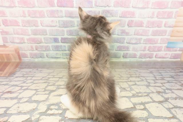 東京都のノルウェージャンフォレストキャット (Coo&RIKU足立本店/2025年8月6日生まれ/女の子/ダイリュートキャリコ)の子猫の4枚目の画像