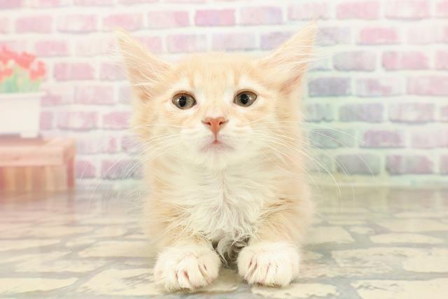 埼玉県のノルウェージャンフォレストキャット (Coo&RIKUアニマルケアセンター大宮/2025年8月6日生まれ/女の子/クリームタビーホワイト)の子猫