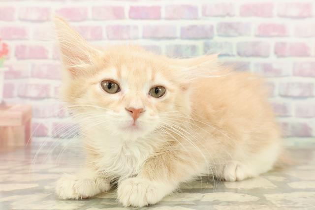 埼玉県のノルウェージャンフォレストキャット (Coo&RIKUアニマルケアセンター大宮/2025年8月6日生まれ/女の子/クリームタビーホワイト)の子猫の2枚目の画像