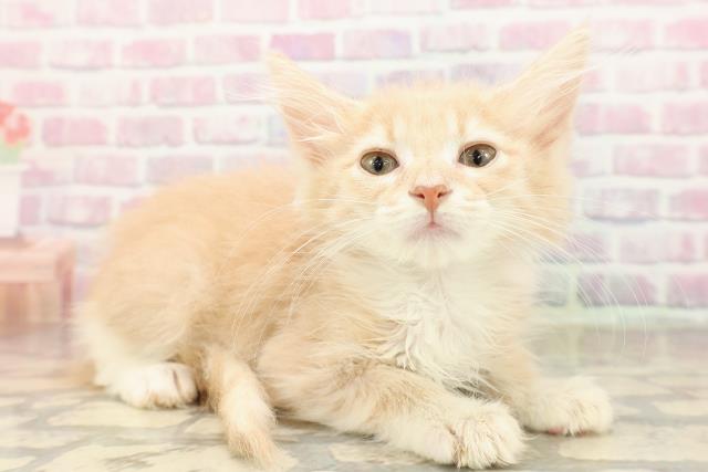 埼玉県のノルウェージャンフォレストキャット (Coo&RIKUアニマルケアセンター大宮/2025年8月6日生まれ/女の子/クリームタビーホワイト)の子猫の3枚目の画像