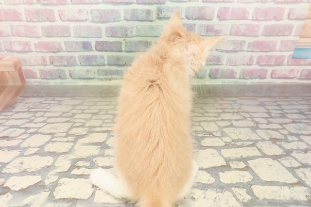 埼玉県のノルウェージャンフォレストキャット (Coo&RIKUアニマルケアセンター大宮/2025年8月6日生まれ/女の子/クリームタビーホワイト)の子猫の4枚目の画像