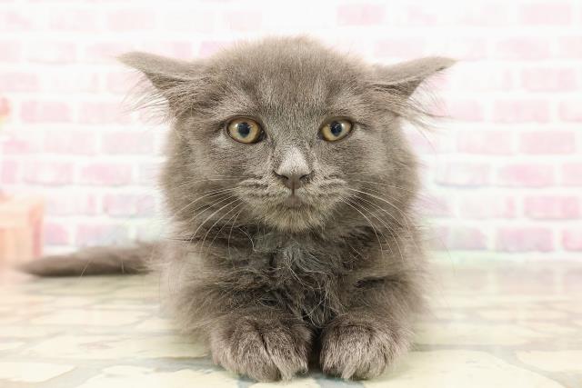 千葉県のサイベリアン (Coo&RIKU流山店/2025年8月6日生まれ/女の子/ブルー)の子猫の1枚目の画像