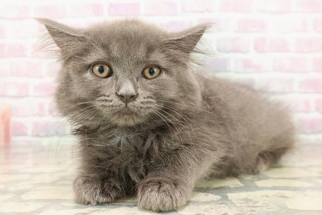 千葉県のサイベリアン (Coo&RIKU流山店/2025年8月6日生まれ/女の子/ブルー)の子猫の2枚目の画像