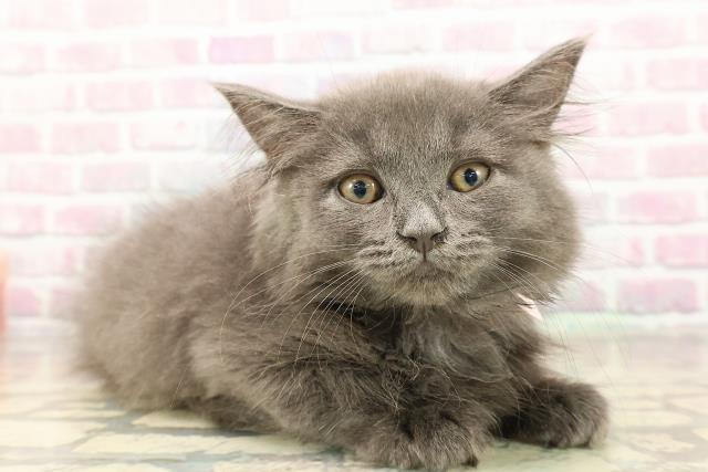 千葉県のサイベリアン (Coo&RIKU流山店/2025年8月6日生まれ/女の子/ブルー)の子猫の3枚目の画像