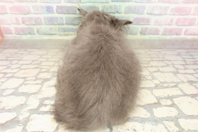 千葉県のサイベリアン (Coo&RIKU流山店/2025年8月6日生まれ/女の子/ブルー)の子猫の4枚目の画像