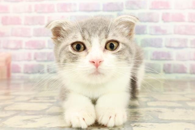 埼玉県のスコティッシュフォールド (Coo&RIKU桶川店/2025年8月5日生まれ/男の子/ブルータビーホワイト)の子猫の1枚目の画像