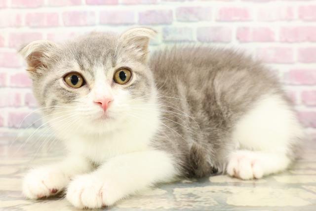 埼玉県のスコティッシュフォールド (Coo&RIKU桶川店/2025年8月5日生まれ/男の子/ブルータビーホワイト)の子猫の2枚目の画像