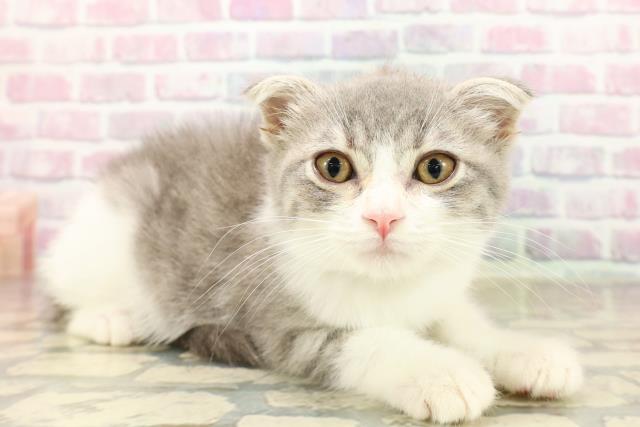 埼玉県のスコティッシュフォールド (Coo&RIKU桶川店/2025年8月5日生まれ/男の子/ブルータビーホワイト)の子猫の3枚目の画像