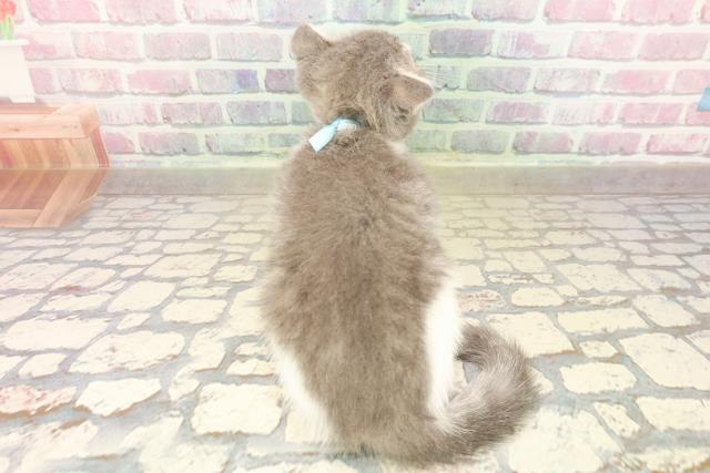 埼玉県のスコティッシュフォールド (Coo&RIKU桶川店/2025年8月5日生まれ/男の子/ブルータビーホワイト)の子猫の4枚目の画像