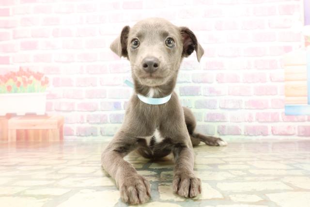 埼玉県のイタリアングレーハウンド (Coo&RIKU川越店/2025年8月26日生まれ/男の子/ブルーホワイト)の子犬