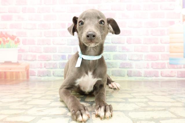 青森県のイタリアングレーハウンド (Coo&RIKU青森店/2025年8月26日生まれ/男の子/ブルーホワイト)の子犬の1枚目の画像