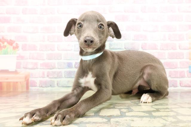 青森県のイタリアングレーハウンド (Coo&RIKU青森店/2025年8月26日生まれ/男の子/ブルーホワイト)の子犬の2枚目の画像