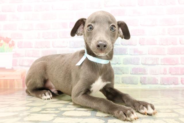 青森県のイタリアングレーハウンド (Coo&RIKU青森店/2025年8月26日生まれ/男の子/ブルーホワイト)の子犬の3枚目の画像