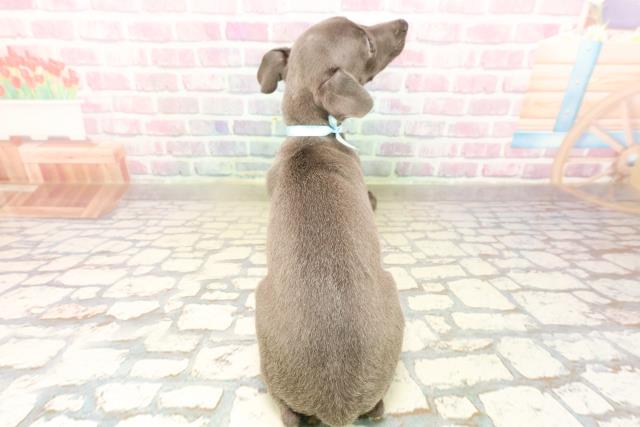 青森県のイタリアングレーハウンド (Coo&RIKU青森店/2025年8月26日生まれ/男の子/ブルーホワイト)の子犬の4枚目の画像