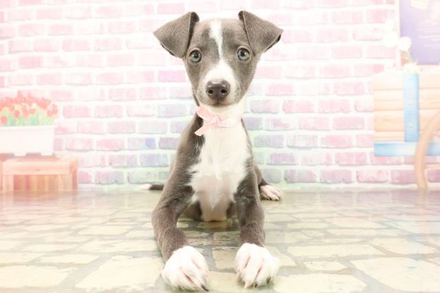 埼玉県のイタリアングレーハウンド (Coo&RIKUアニマルケアセンター大宮/2025年8月26日生まれ/女の子/ブルーホワイト)の子犬