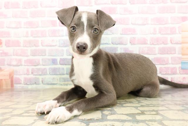 栃木県のイタリアングレーハウンド (Coo&RIKUFKDインターパーク店/2025年8月26日生まれ/女の子/ブルーホワイト)の子犬の2枚目の画像