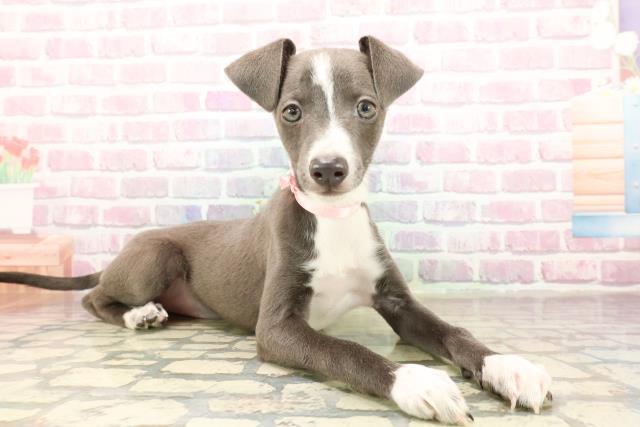 栃木県のイタリアングレーハウンド (Coo&RIKUFKDインターパーク店/2025年8月26日生まれ/女の子/ブルーホワイト)の子犬の3枚目の画像