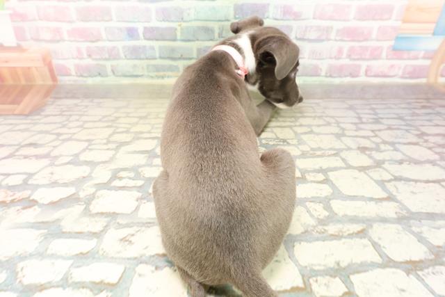 栃木県のイタリアングレーハウンド (Coo&RIKUFKDインターパーク店/2025年8月26日生まれ/女の子/ブルーホワイト)の子犬の4枚目の画像