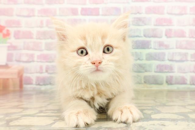 東京都のラガマフィン (Coo&RIKU大久保店/2025年9月1日生まれ/男の子/クリームタビー)の子猫の1枚目の画像