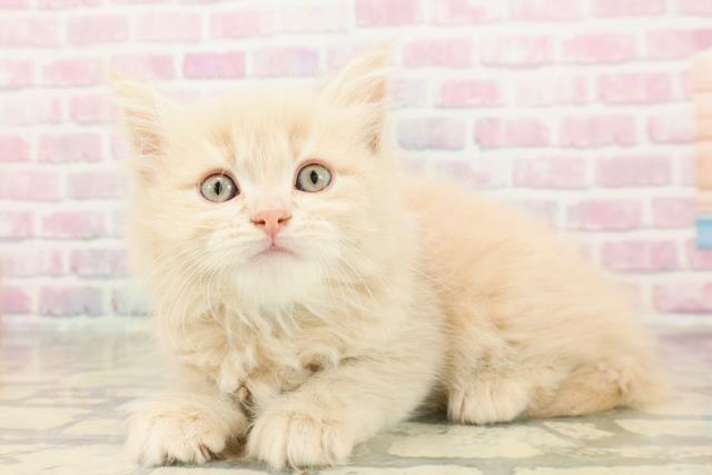 東京都のラガマフィン (Coo&RIKU大久保店/2025年9月1日生まれ/男の子/クリームタビー)の子猫の2枚目の画像