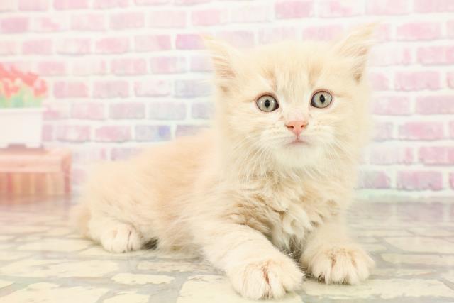 東京都のラガマフィン (Coo&RIKU大久保店/2025年9月1日生まれ/男の子/クリームタビー)の子猫の3枚目の画像