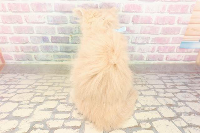 東京都のラガマフィン (Coo&RIKU大久保店/2025年9月1日生まれ/男の子/クリームタビー)の子猫の4枚目の画像