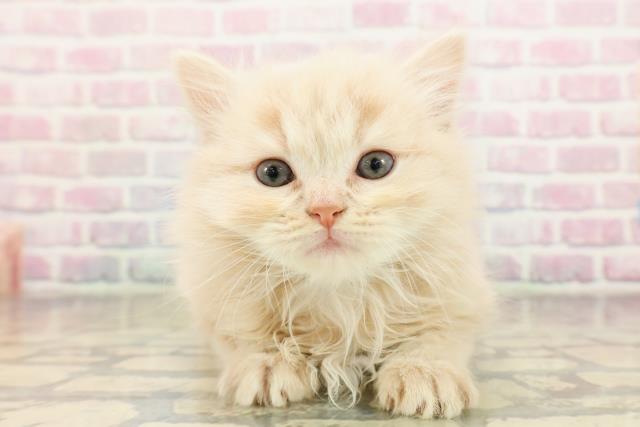 東京都のラガマフィン (Coo&RIKU武蔵小山店/2025年9月1日生まれ/男の子/クリームタビー)の子猫の1枚目の画像