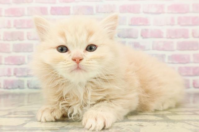 東京都のラガマフィン (Coo&RIKU武蔵小山店/2025年9月1日生まれ/男の子/クリームタビー)の子猫の2枚目の画像