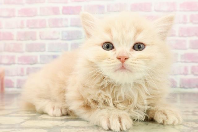 東京都のラガマフィン (Coo&RIKU武蔵小山店/2025年9月1日生まれ/男の子/クリームタビー)の子猫の3枚目の画像