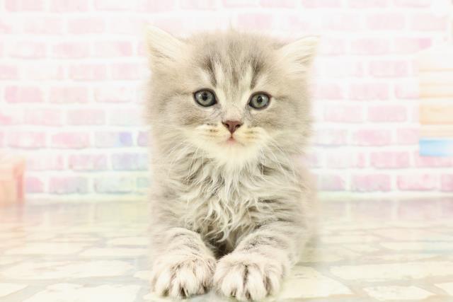 東京都のラガマフィン (Coo&RIKU池袋西口店/2025年9月1日生まれ/男の子/ブルータビー)の子猫の1枚目の画像