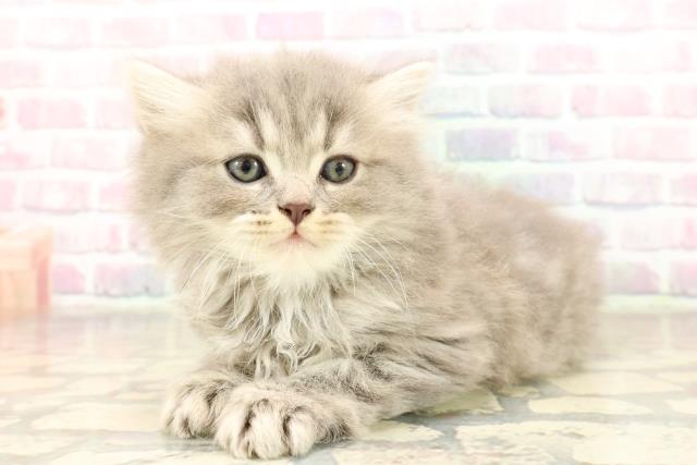 東京都のラガマフィン (Coo&RIKU池袋西口店/2025年9月1日生まれ/男の子/ブルータビー)の子猫の2枚目の画像