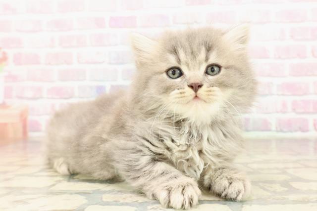 東京都のラガマフィン (Coo&RIKU池袋西口店/2025年9月1日生まれ/男の子/ブルータビー)の子猫の3枚目の画像