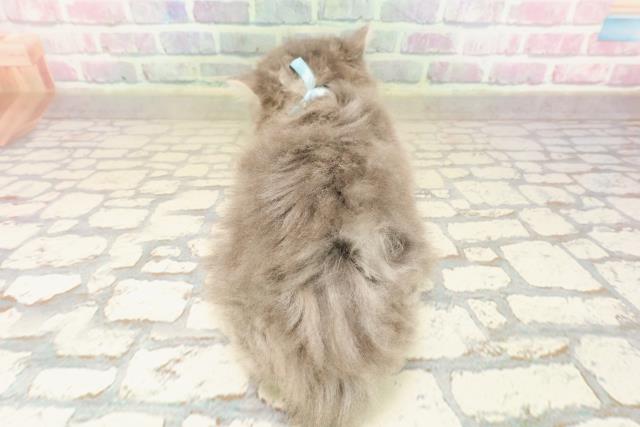 東京都のラガマフィン (Coo&RIKU池袋西口店/2025年9月1日生まれ/男の子/ブルータビー)の子猫の4枚目の画像