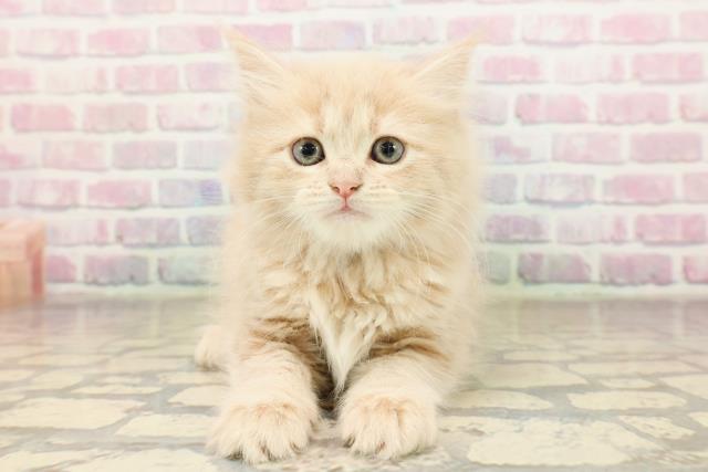 東京都のラガマフィン (Coo&RIKU高円寺店/2025年9月1日生まれ/女の子/クリームタビー)の子猫の1枚目の画像