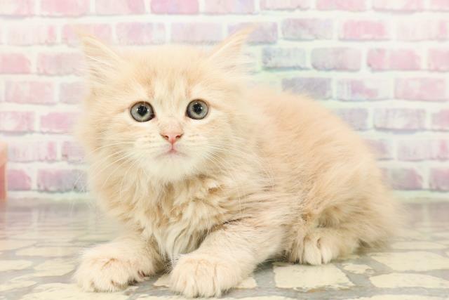 東京都のラガマフィン (Coo&RIKU高円寺店/2025年9月1日生まれ/女の子/クリームタビー)の子猫の2枚目の画像