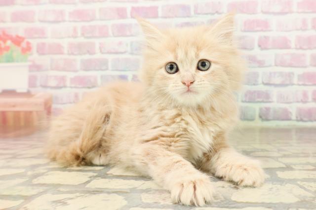 東京都のラガマフィン (Coo&RIKU高円寺店/2025年9月1日生まれ/女の子/クリームタビー)の子猫の3枚目の画像