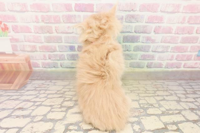 東京都のラガマフィン (Coo&RIKU高円寺店/2025年9月1日生まれ/女の子/クリームタビー)の子猫の4枚目の画像