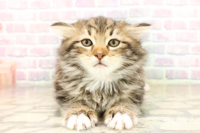 東京都のラガマフィン (Coo&RIKU自由が丘店/2025年8月31日生まれ/女の子/ブラウンタビーホワイト)の子猫の1枚目の画像