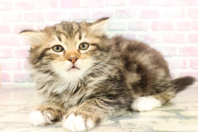 東京都のラガマフィン (Coo&RIKU自由が丘店/2025年8月31日生まれ/女の子/ブラウンタビーホワイト)の子猫の2枚目の画像