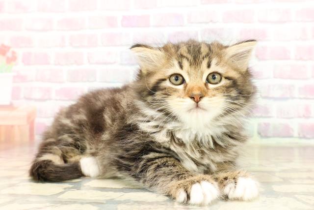 東京都のラガマフィン (Coo&RIKU自由が丘店/2025年8月31日生まれ/女の子/ブラウンタビーホワイト)の子猫の3枚目の画像