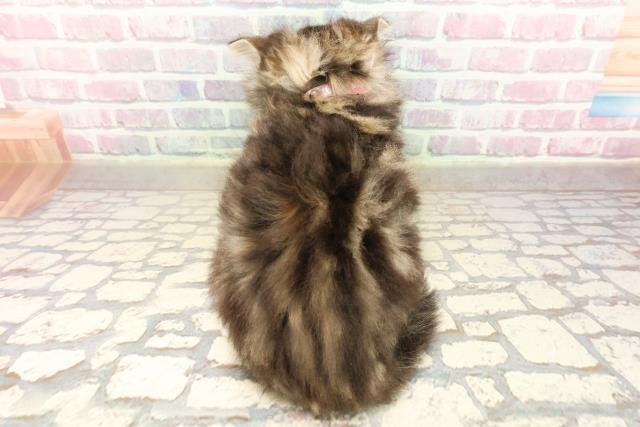 東京都のラガマフィン (Coo&RIKU自由が丘店/2025年8月31日生まれ/女の子/ブラウンタビーホワイト)の子猫の4枚目の画像