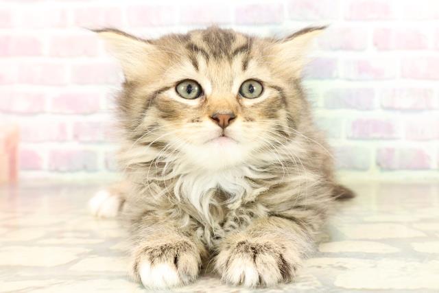 東京都のラガマフィン (Coo&RIKU足立本店/2025年8月31日生まれ/女の子/ブラウンタビーホワイト)の子猫