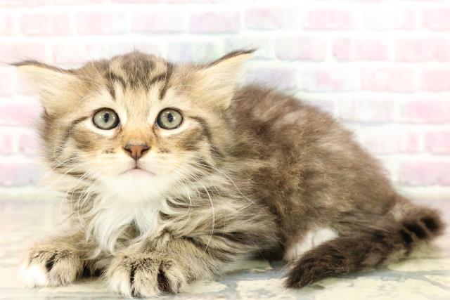 東京都のラガマフィン (Coo&RIKU足立本店/2025年8月31日生まれ/女の子/ブラウンタビーホワイト)の子猫の2枚目の画像