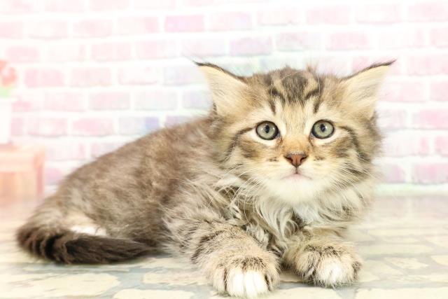 東京都のラガマフィン (Coo&RIKU足立本店/2025年8月31日生まれ/女の子/ブラウンタビーホワイト)の子猫の3枚目の画像