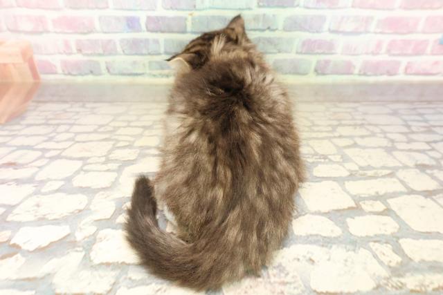 東京都のラガマフィン (Coo&RIKU足立本店/2025年8月31日生まれ/女の子/ブラウンタビーホワイト)の子猫の4枚目の画像