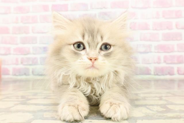 栃木県のラガマフィン (Coo&RIKUFKDインターパーク店/2025年8月31日生まれ/女の子/ブルータビー)の子猫