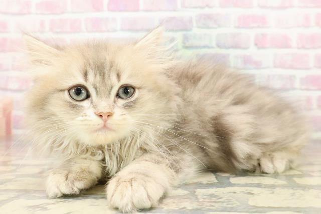 栃木県のラガマフィン (Coo&RIKUFKDインターパーク店/2025年8月31日生まれ/女の子/ブルータビー)の子猫の2枚目の画像